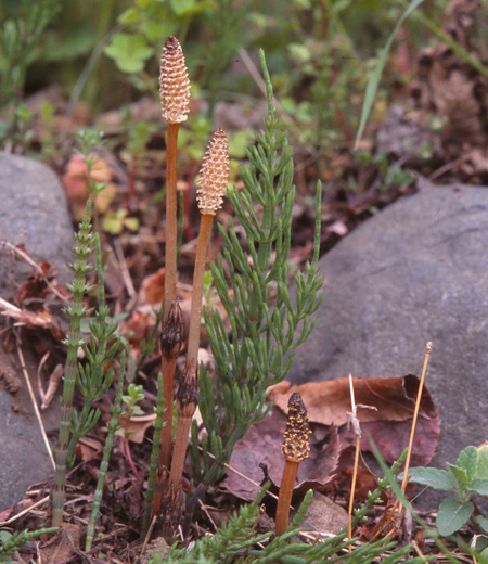 Equisetum arvense (Field Horsetail)