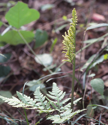 Botrychium japonicum