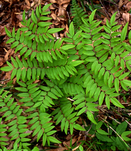 Osmunda japonica