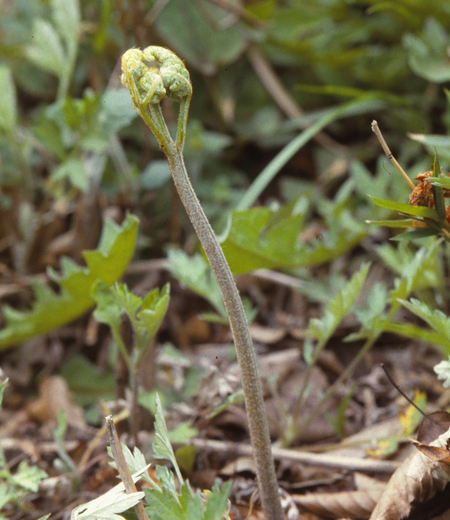Pteridium aquilinum var. latiusculum (Bracken)