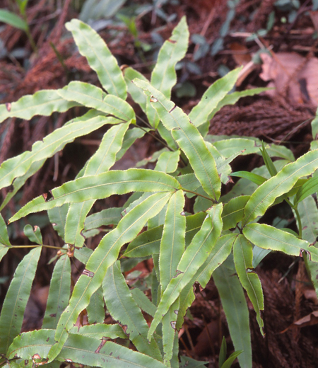 Pteris cretica L.