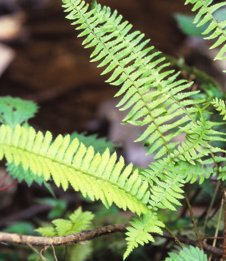 Polystichum tripteron (Kunze) Presl