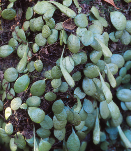 Lemmaphyllum Microphyllum