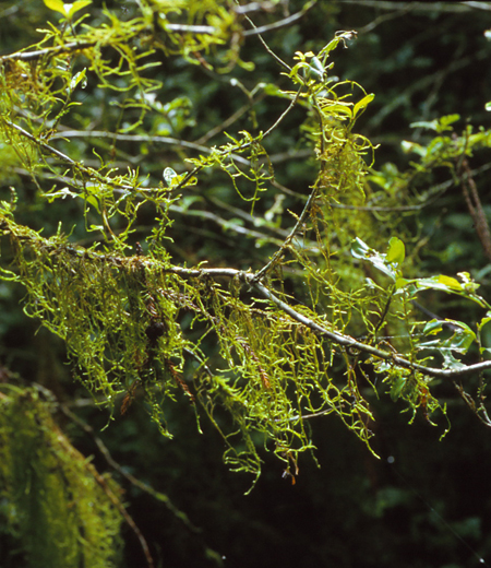 Barbella Flagellifera