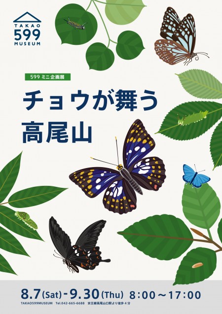 チョウが舞う高尾山