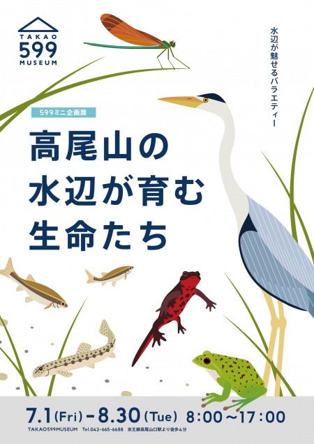 高尾山の水辺が育む生命たち