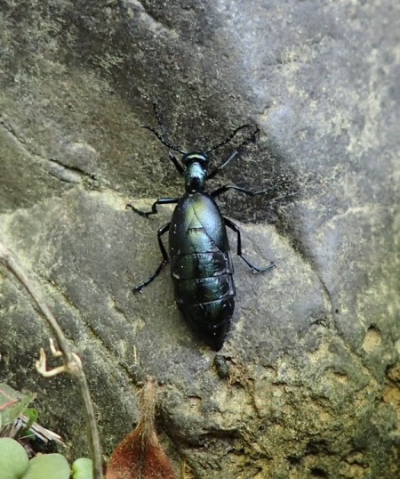 히메트치한묘우(Meloe coarctatus)