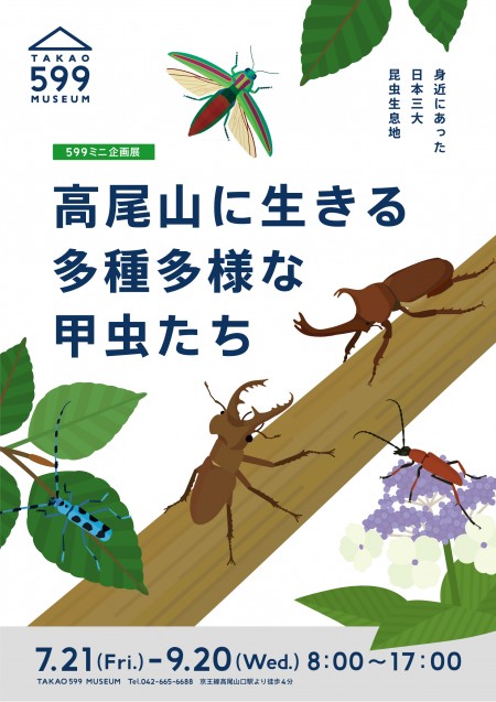 高尾山に生きる多種多様な甲虫たち